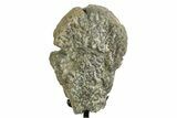 Fossil Sauropod Vertebra Section with Metal Stand - Colorado #354325-2